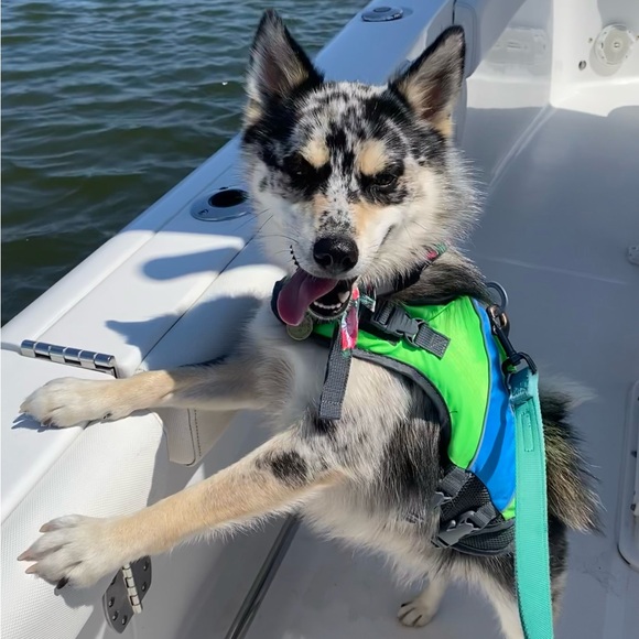 Dog Life Vest - Picture 7 of 7